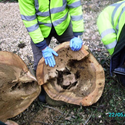 The photo below that is taken during the dismantling of a dangerous tree which had potential bat habitat and under the guidance of a licensed ecologist at Whitchurch Hospital. The ecologist was used as a safe guard and the rescued bat was taken to the bat hospital for 5 days to rehydrate and fed and released back to the site where it came from. The timber remained on the ground for 48 hours in case others were hidden from view giving them the opportunity to relocate.